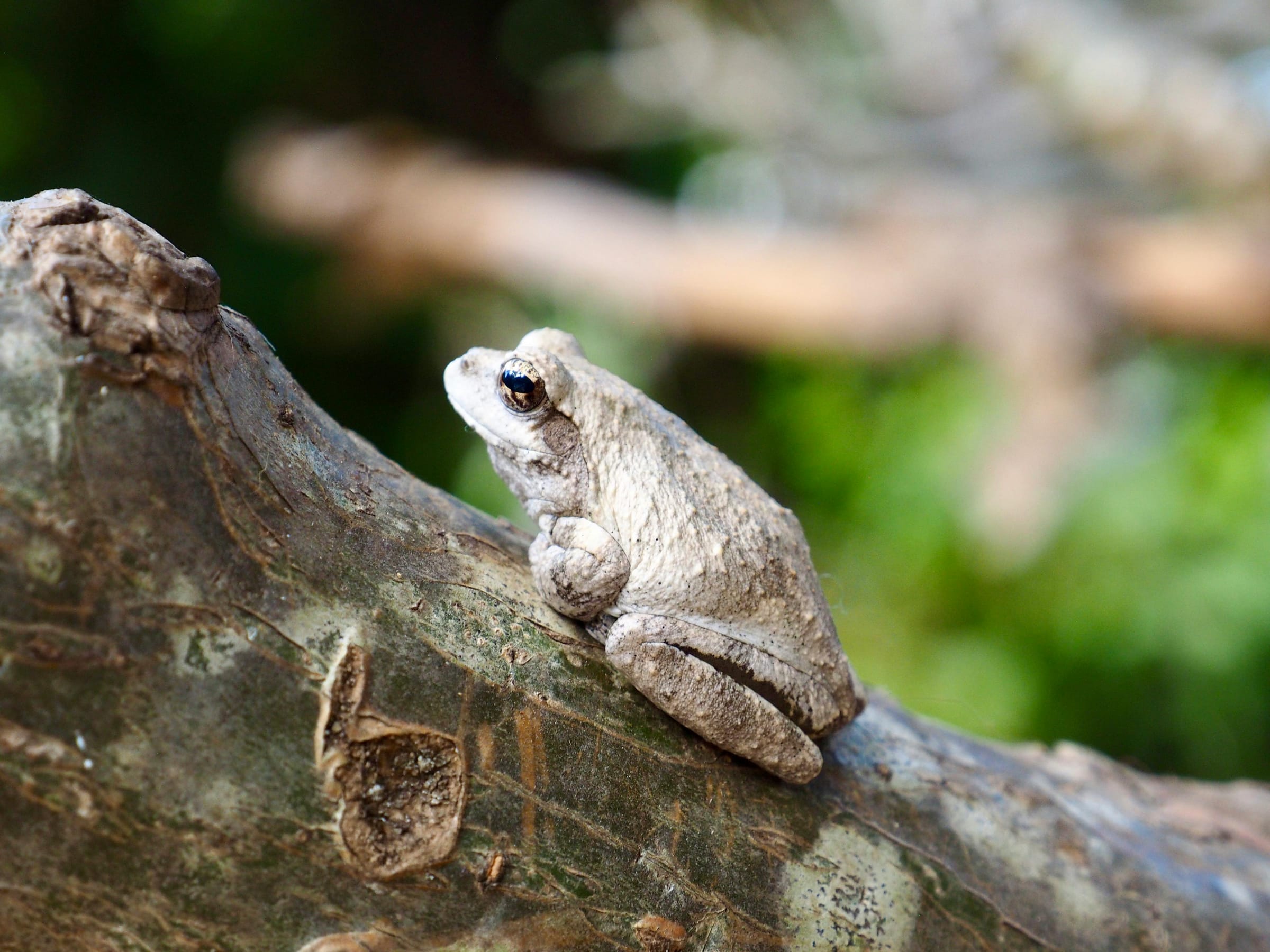 A pale gray treefrog resting on a mossy branch