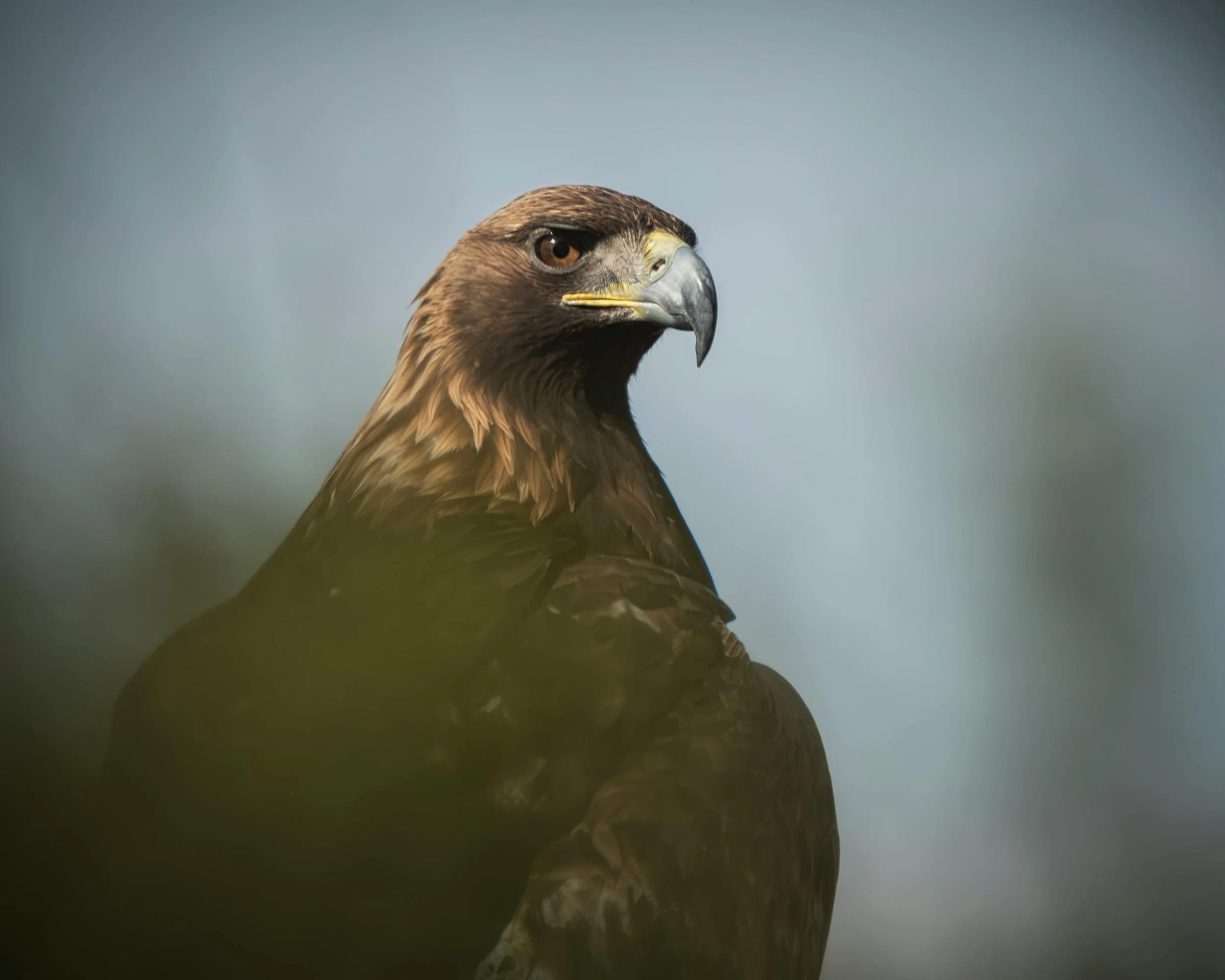Close-up of a golden eagle looking over its shoulder