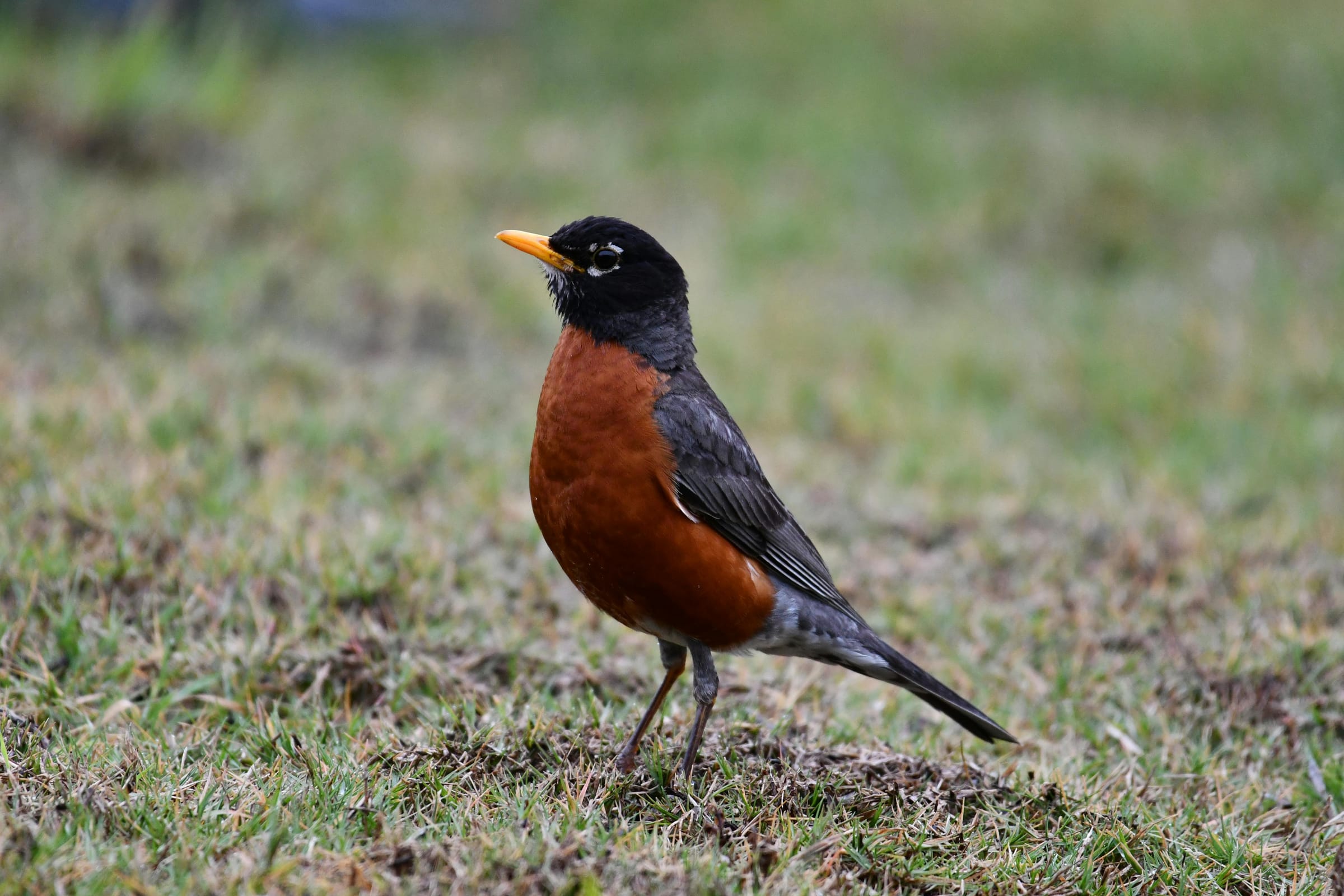 An American robin standing on a lawn