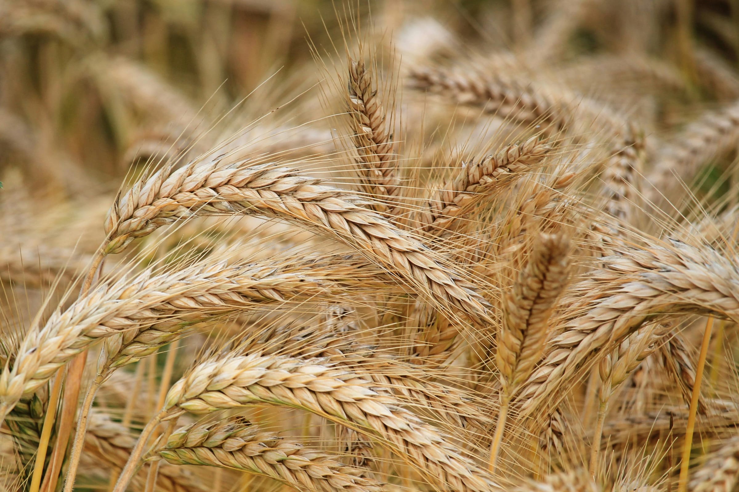 Close-up of ripe golden wheat heads