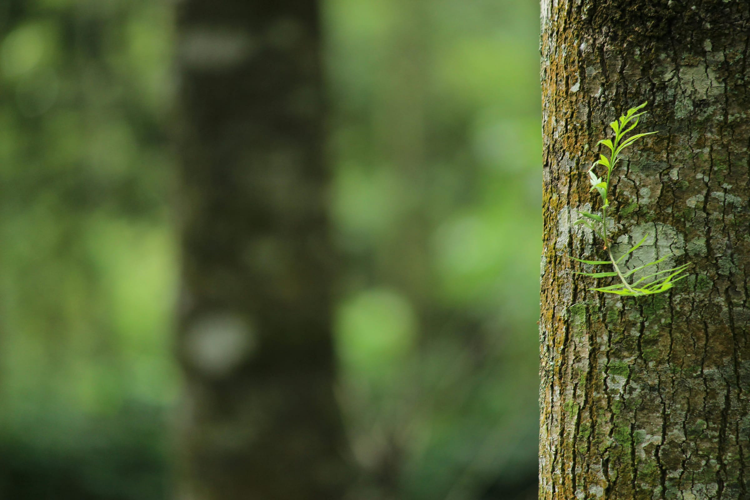 A small green sprout growing from a mossy tree trunk