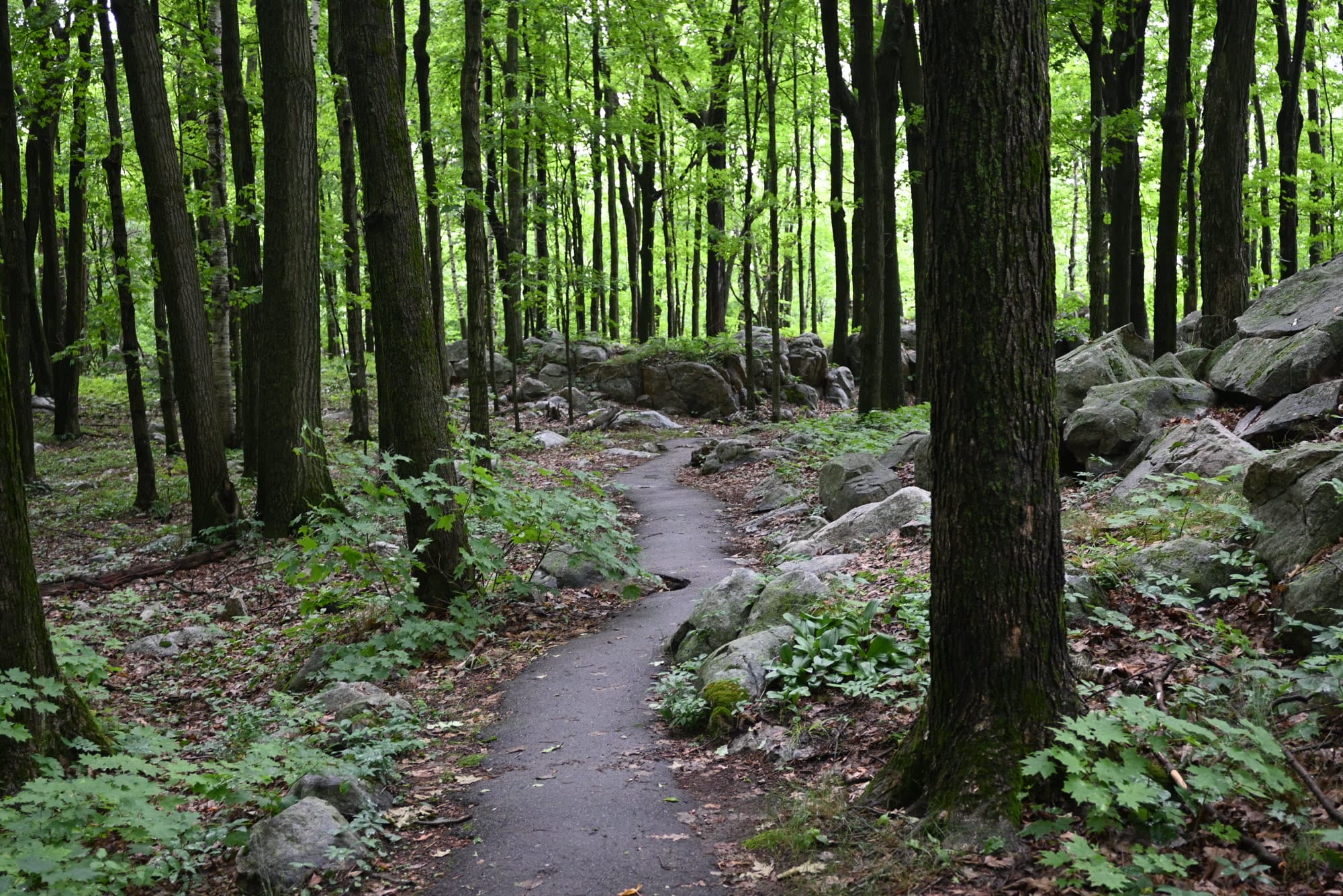 A paved trail winding through a green forest of tall trees and mossy boulders at Rib Mountain State Park in Wisconsin