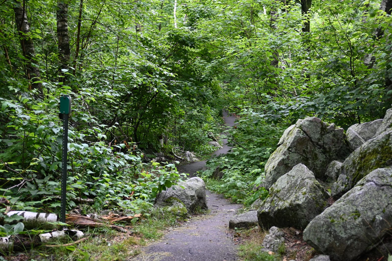 A trail marker beside a fallen birch at Rib Mountain State Park in Wisconsin
